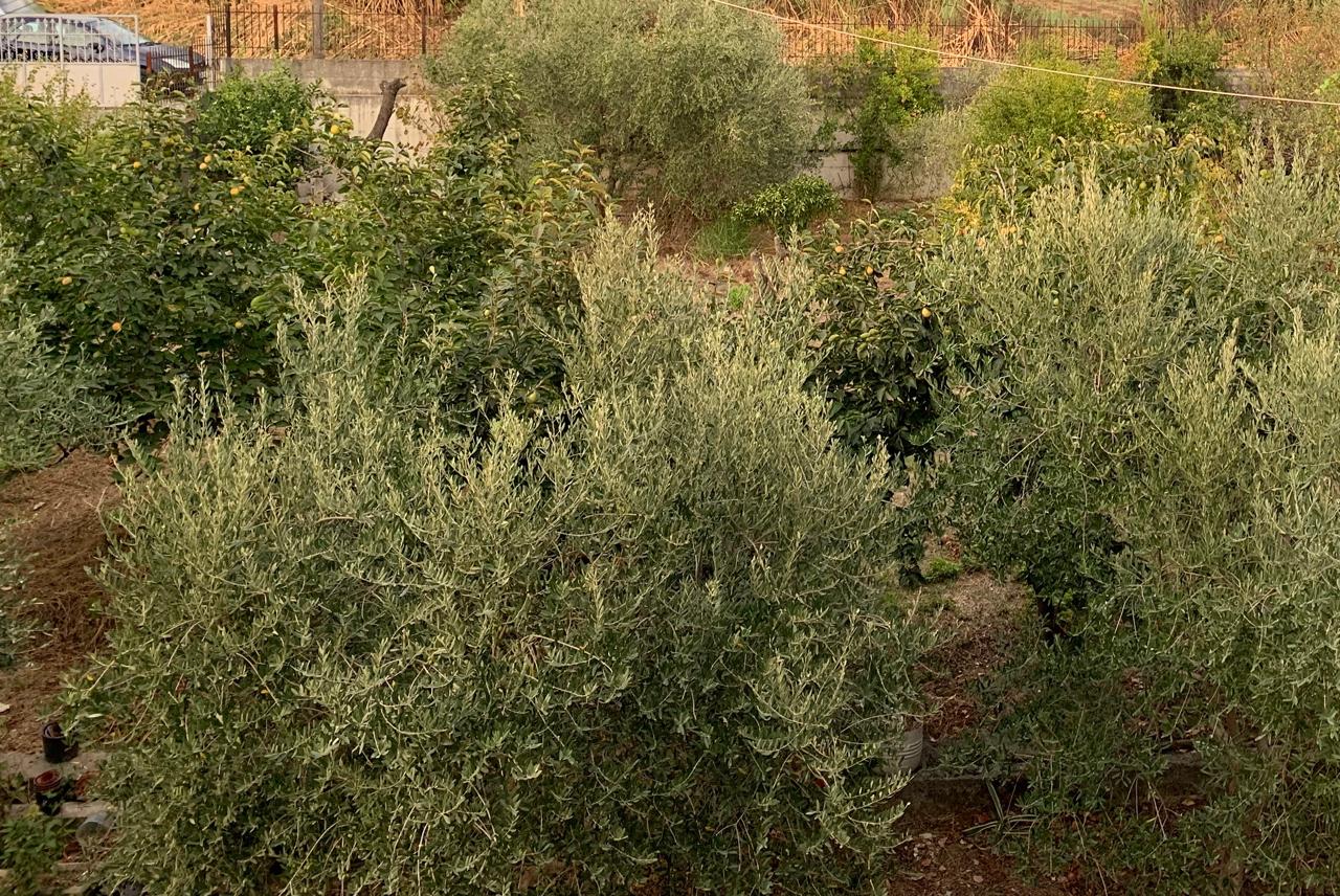 2 Apartamente + Tokë 336 m² në Gjirin e Lalzit – Maminas | 160.000 €