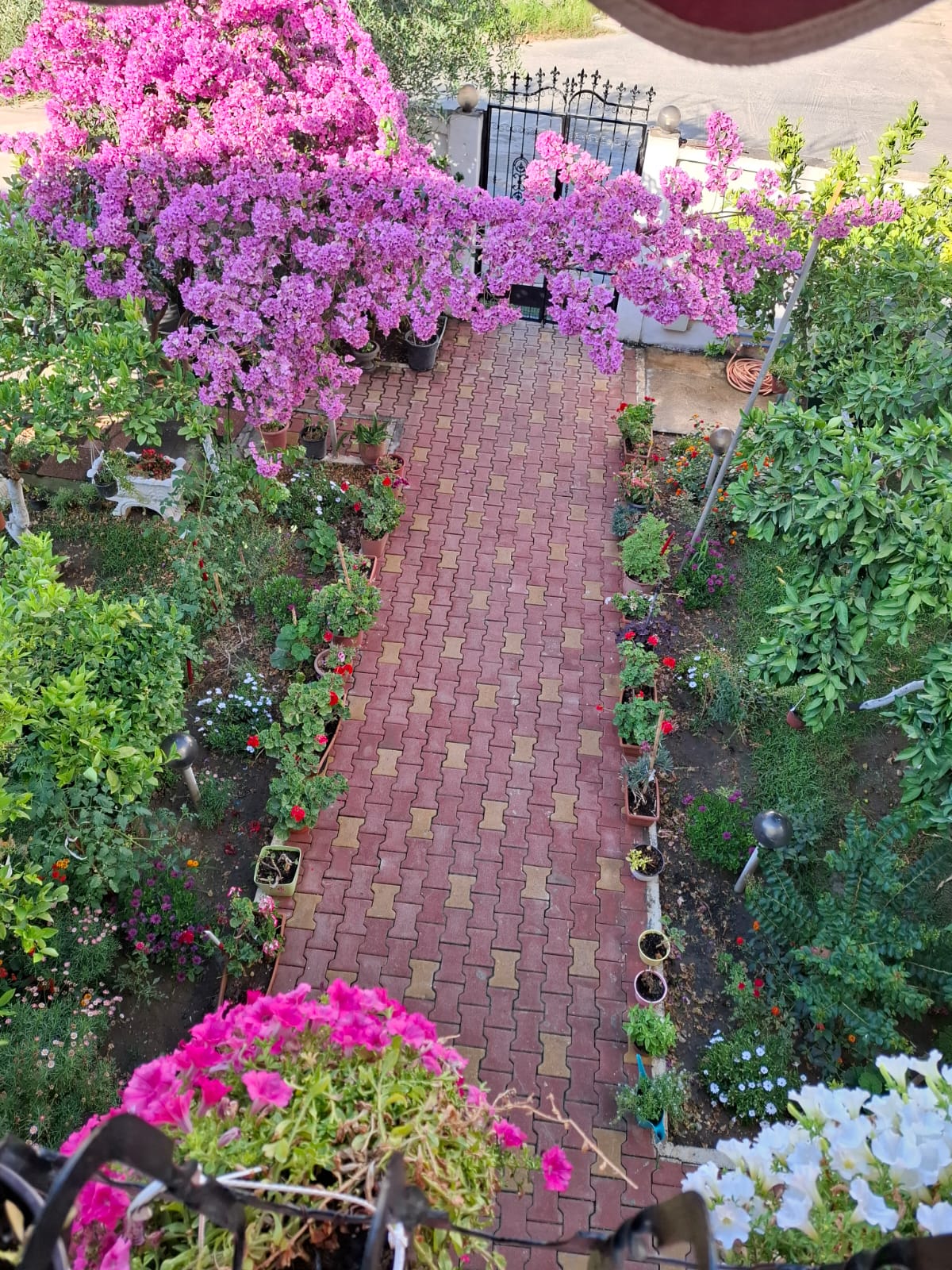 Rruga daunia - Palzh - DURRES Mini Hotel - (OKAZION 630.000 €)